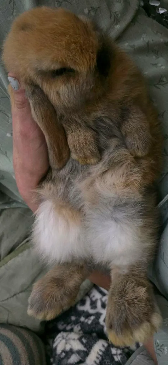 Purebred Mini Lop Bunnies - Image 2