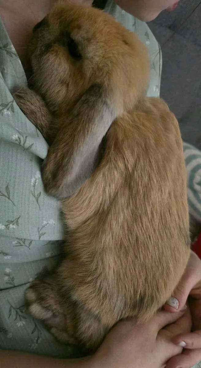 Purebred Mini Lop Bunnies - Image 3