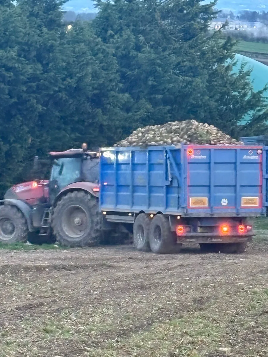 Fodder beet - Image 1