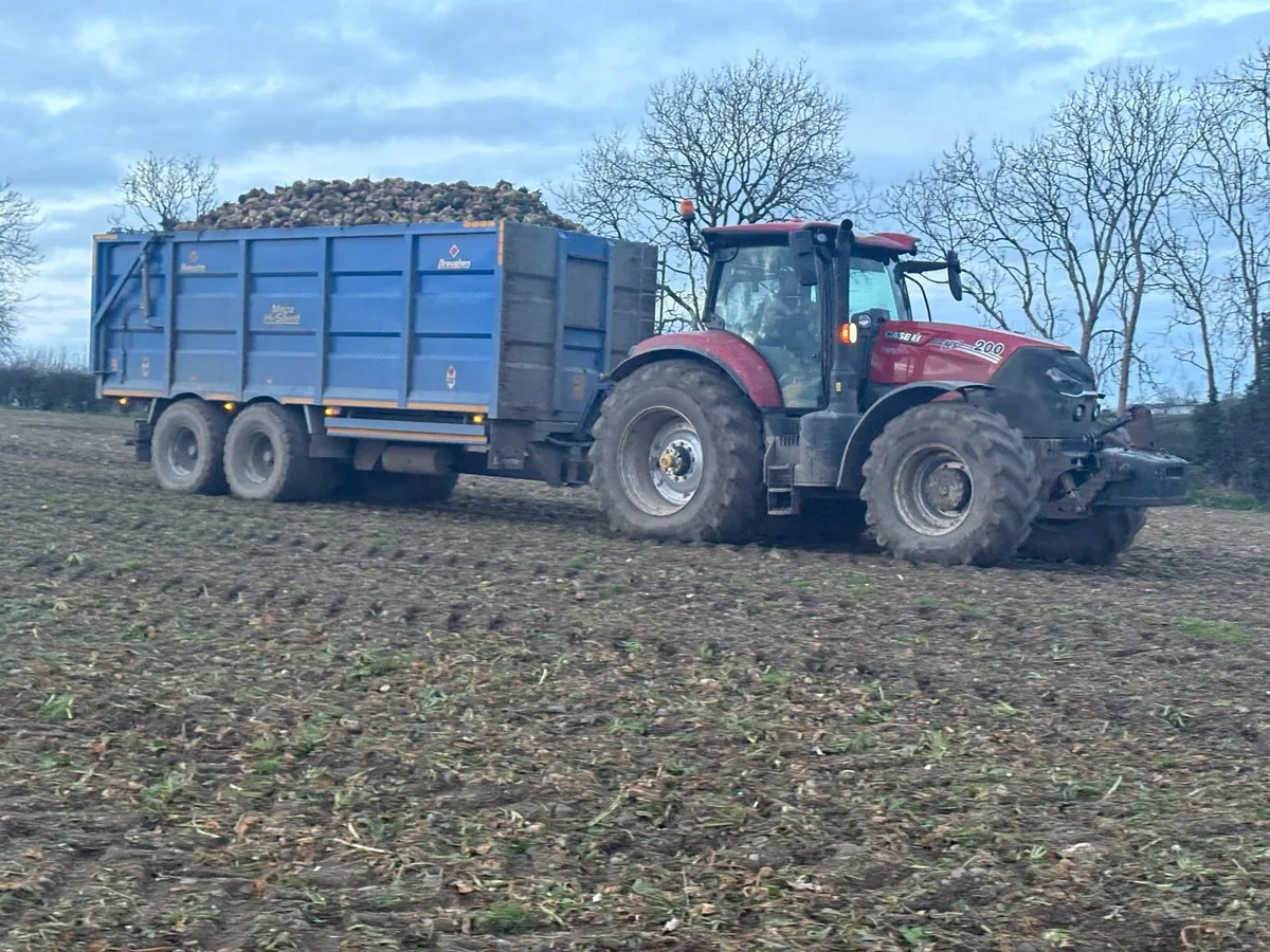 Fodder beet - Image 3