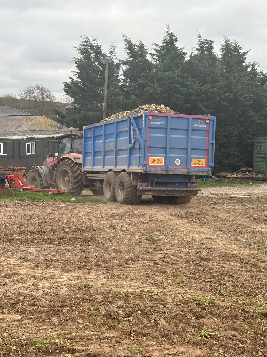 Fodder beet - Image 4