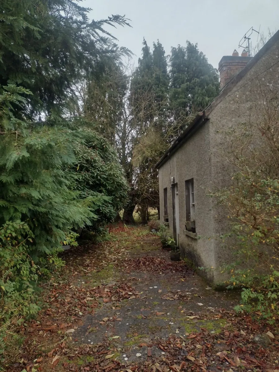 20 large Trees for sale for firewood - Image 3