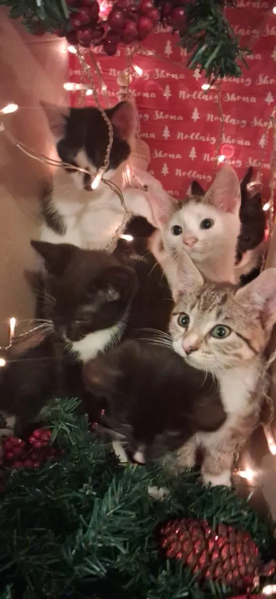 Christmas Kittens - Image 3