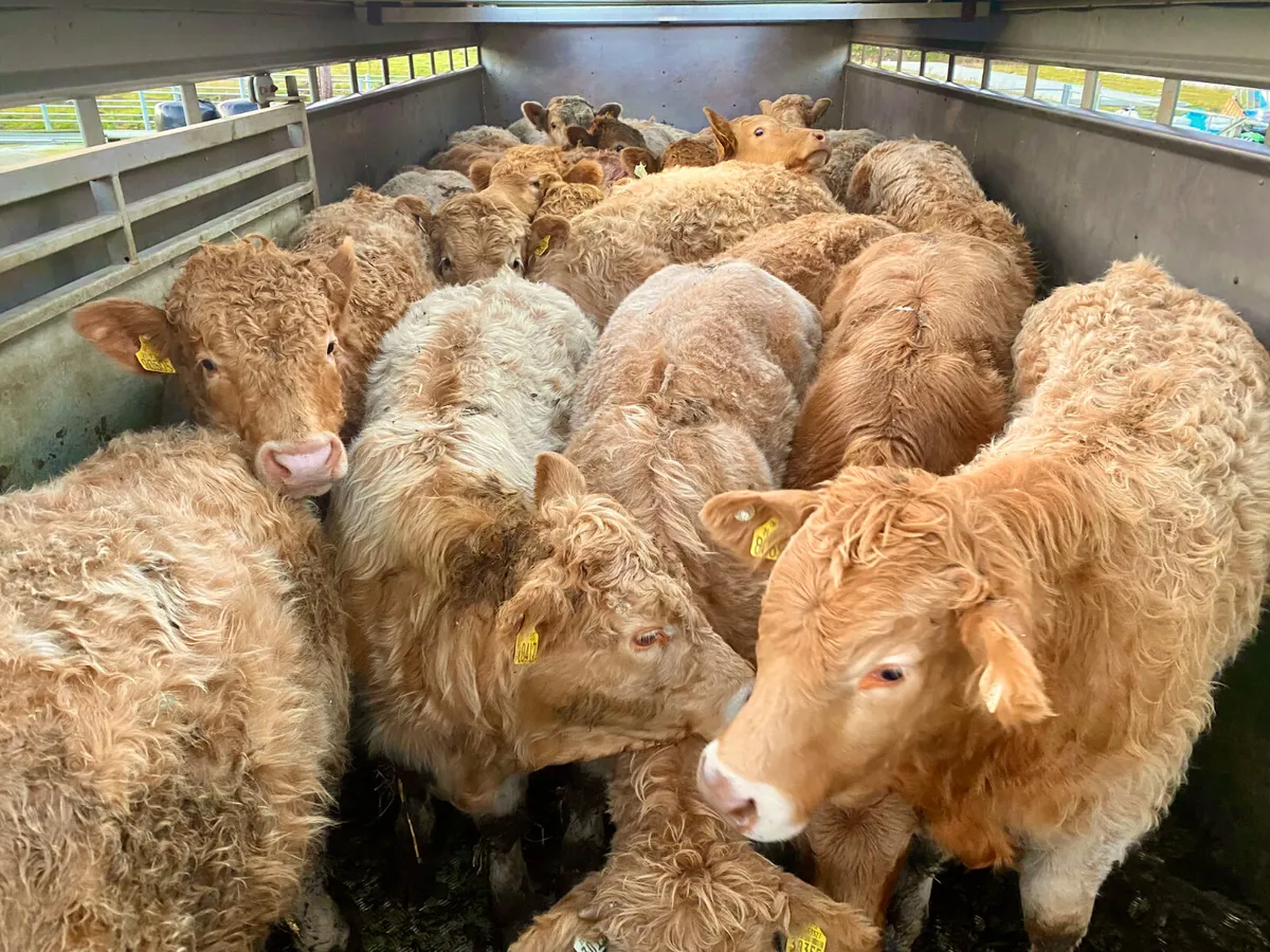 Do U Need  Charolais Bullocks - Image 4