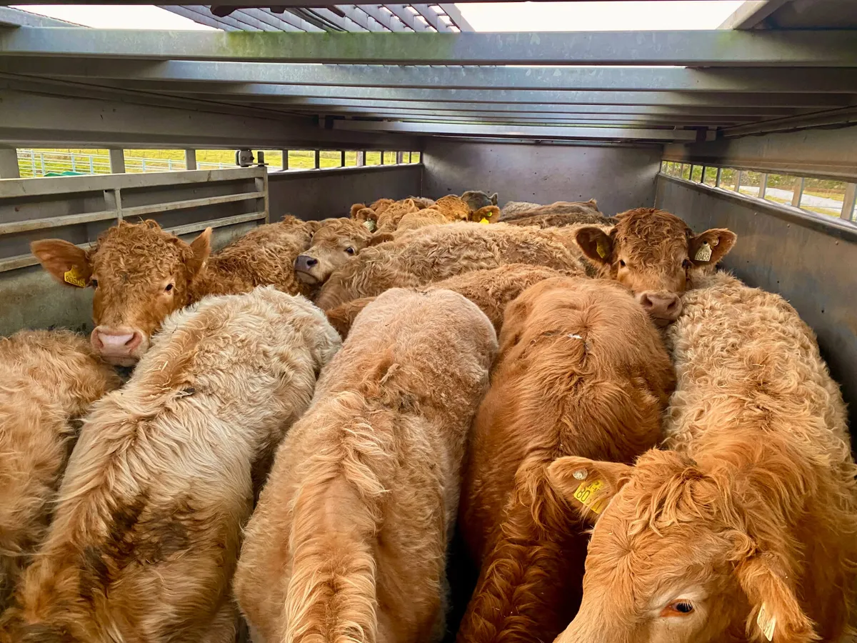 Do U Need  Charolais Bullocks - Image 2