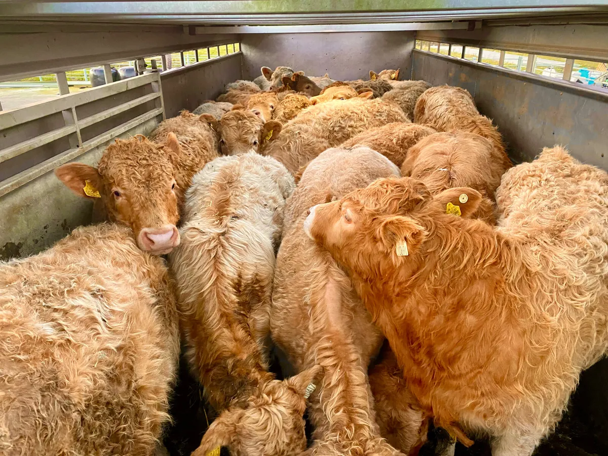 Do U Need  Charolais Bullocks - Image 3