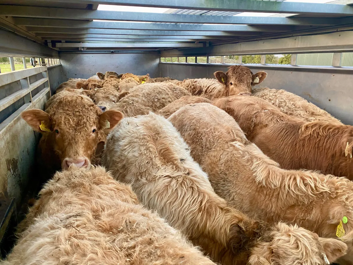 Do U Need  Charolais Bullocks - Image 1