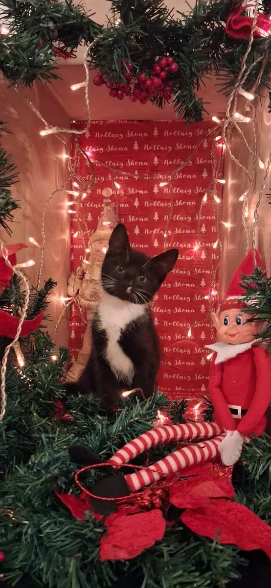 Christmas Kittens - Image 4