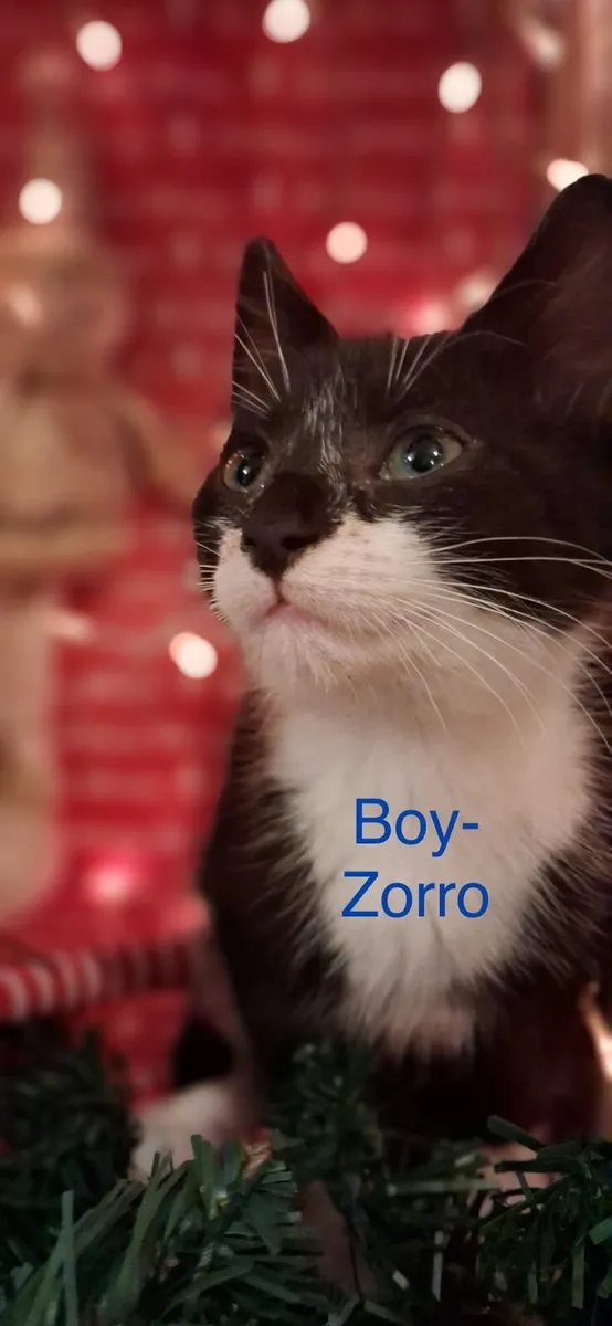 Christmas Kitten Male for loving home - Image 2