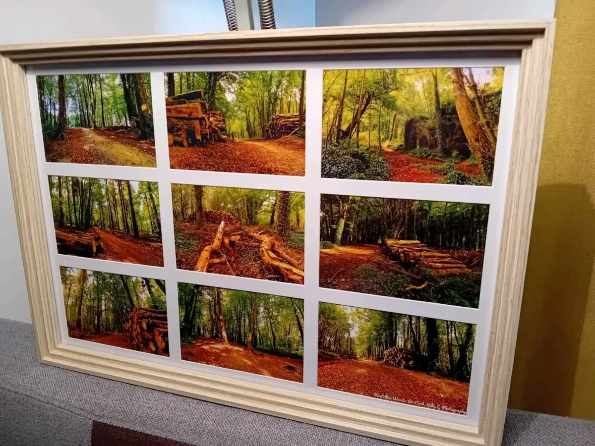 Rostellan Woods - Image 2