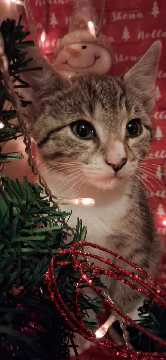 Christmas Kittens - Image 1