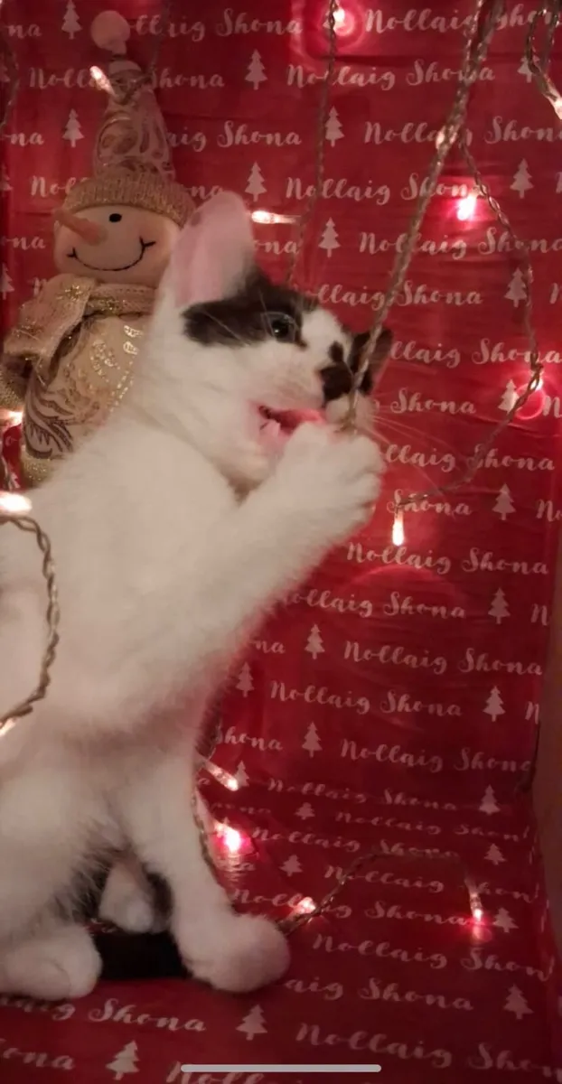 Christmas Kittens - Image 1