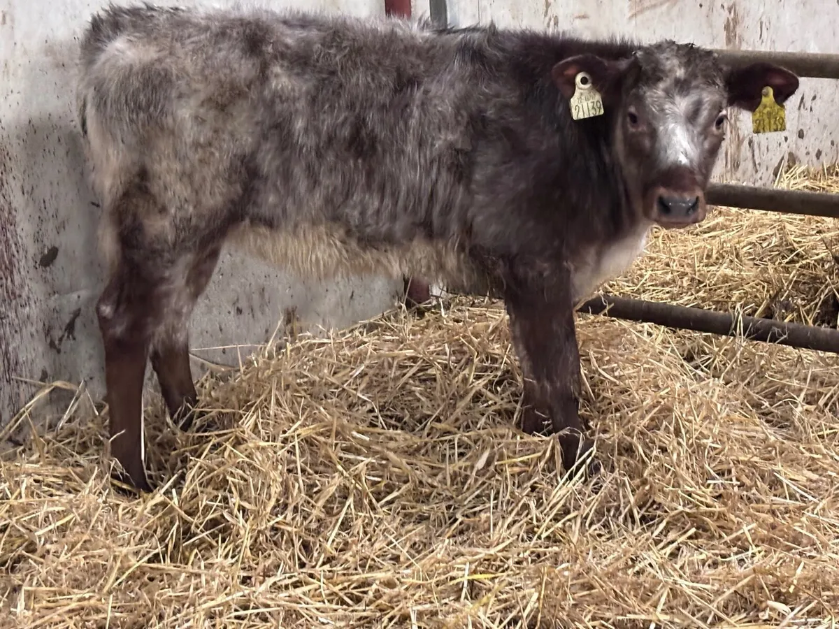 Roan heifer runner for sale - Image 1