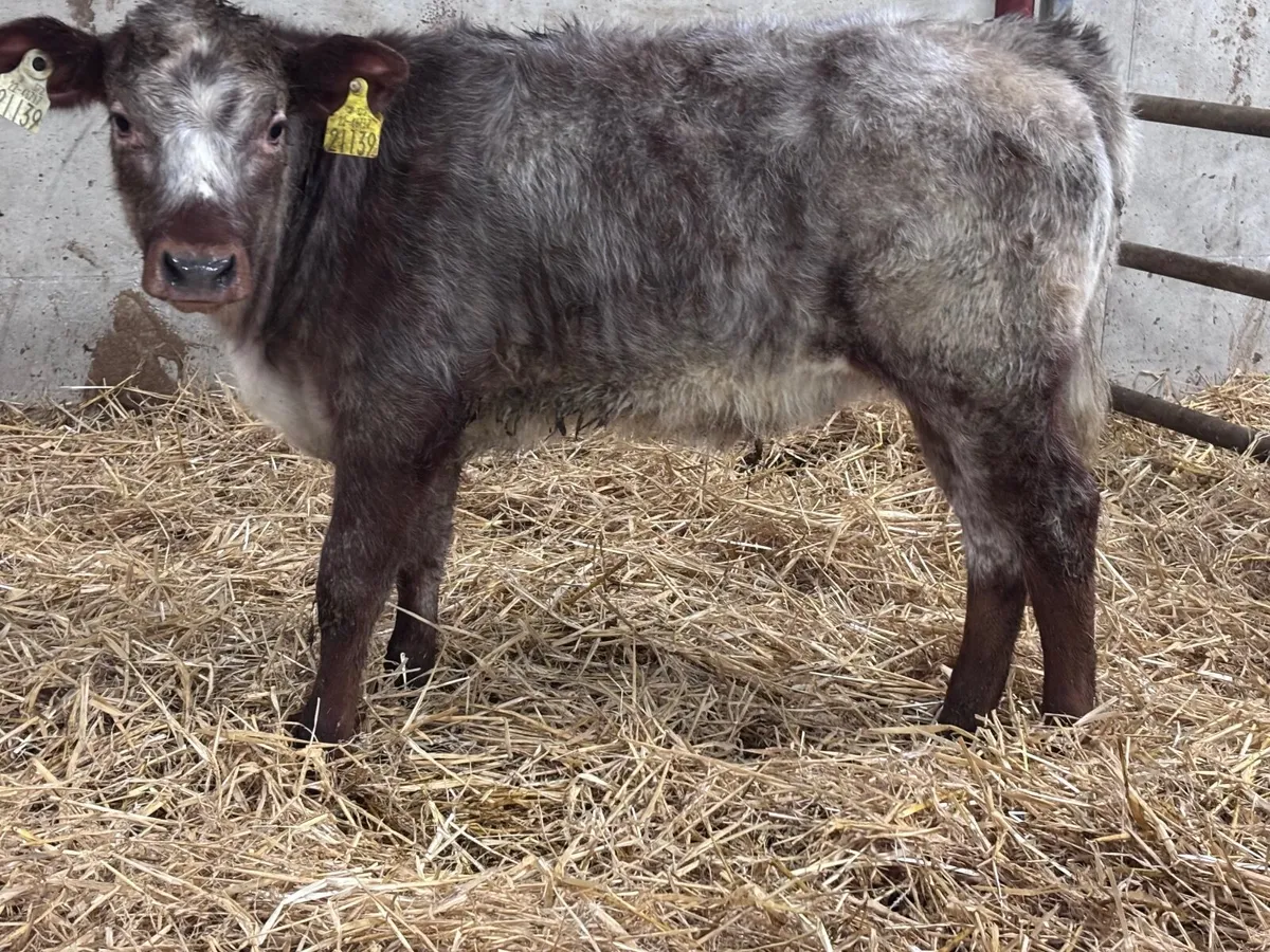 Roan heifer runner for sale - Image 3