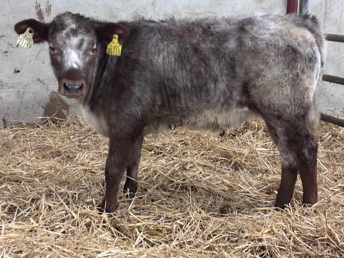 Roan heifer runner for sale - Image 4