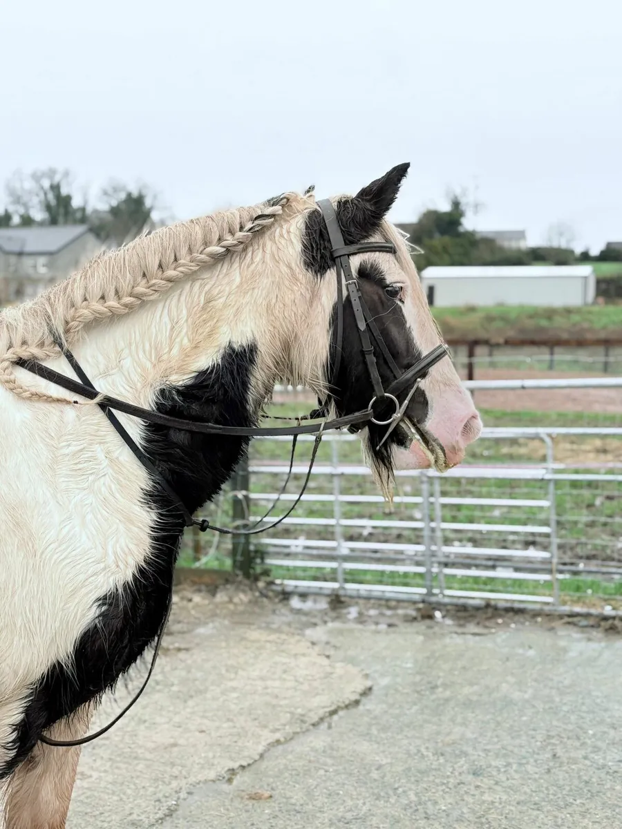 Perfect family cob - Image 2