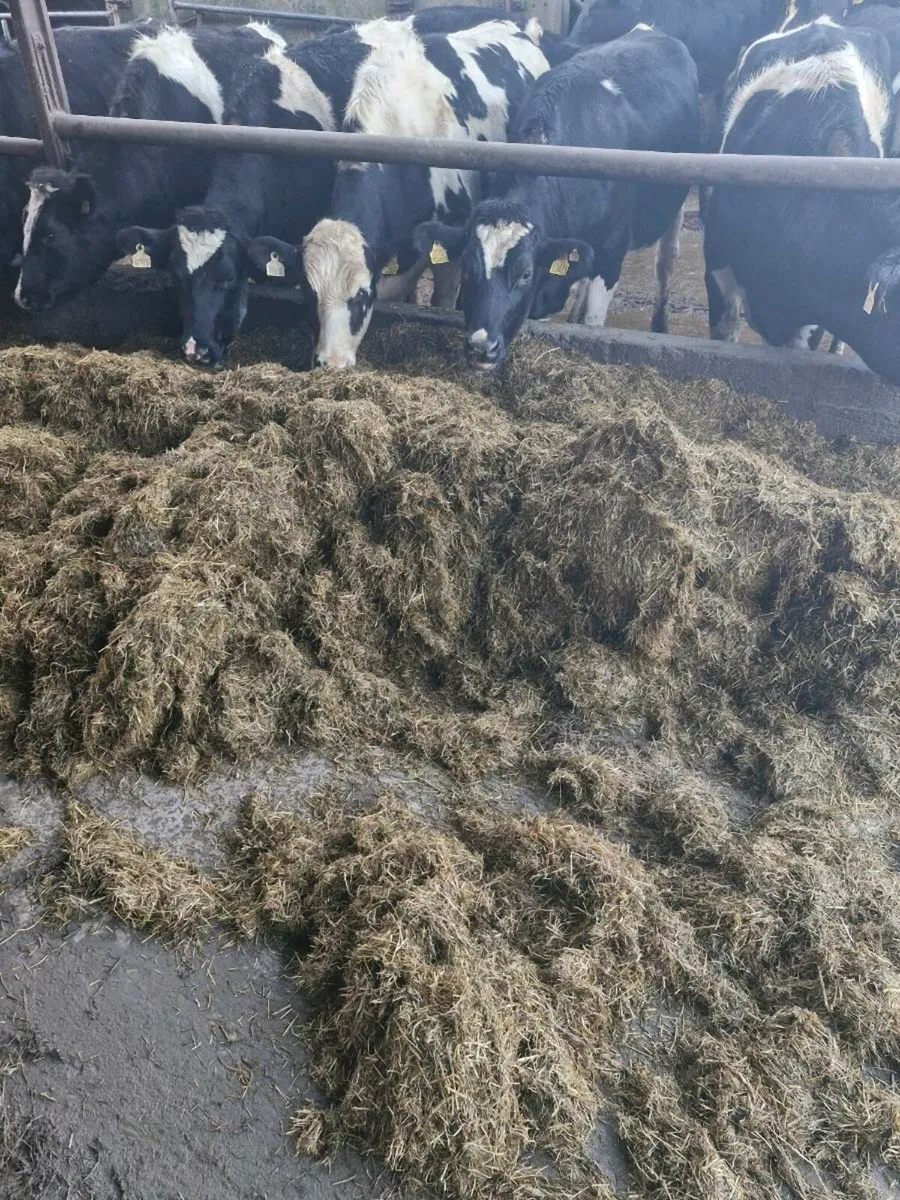 In Calf Heifers - Image 1