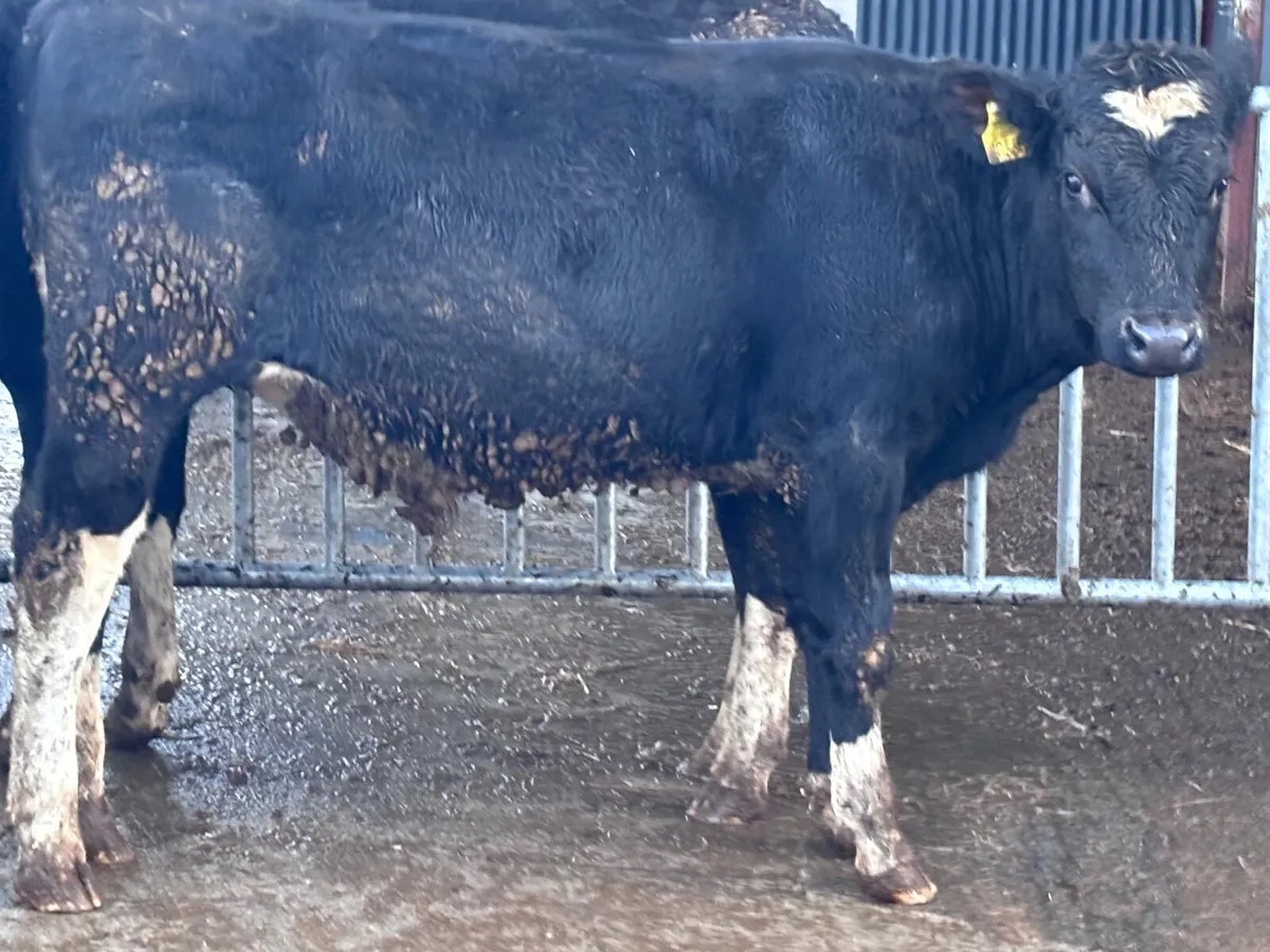 4 top quality British Freisan bull Weanlings for s - Image 4