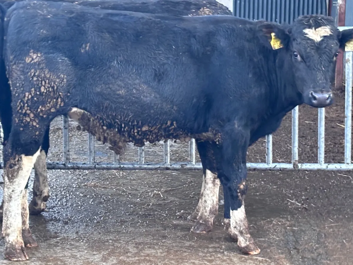 4 top quality British Freisan bull Weanlings for s - Image 3
