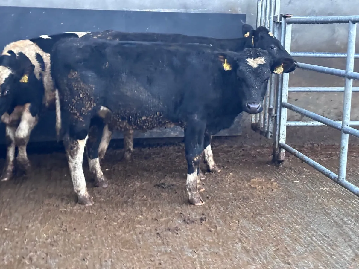 4 top quality British Freisan bull Weanlings for s - Image 2