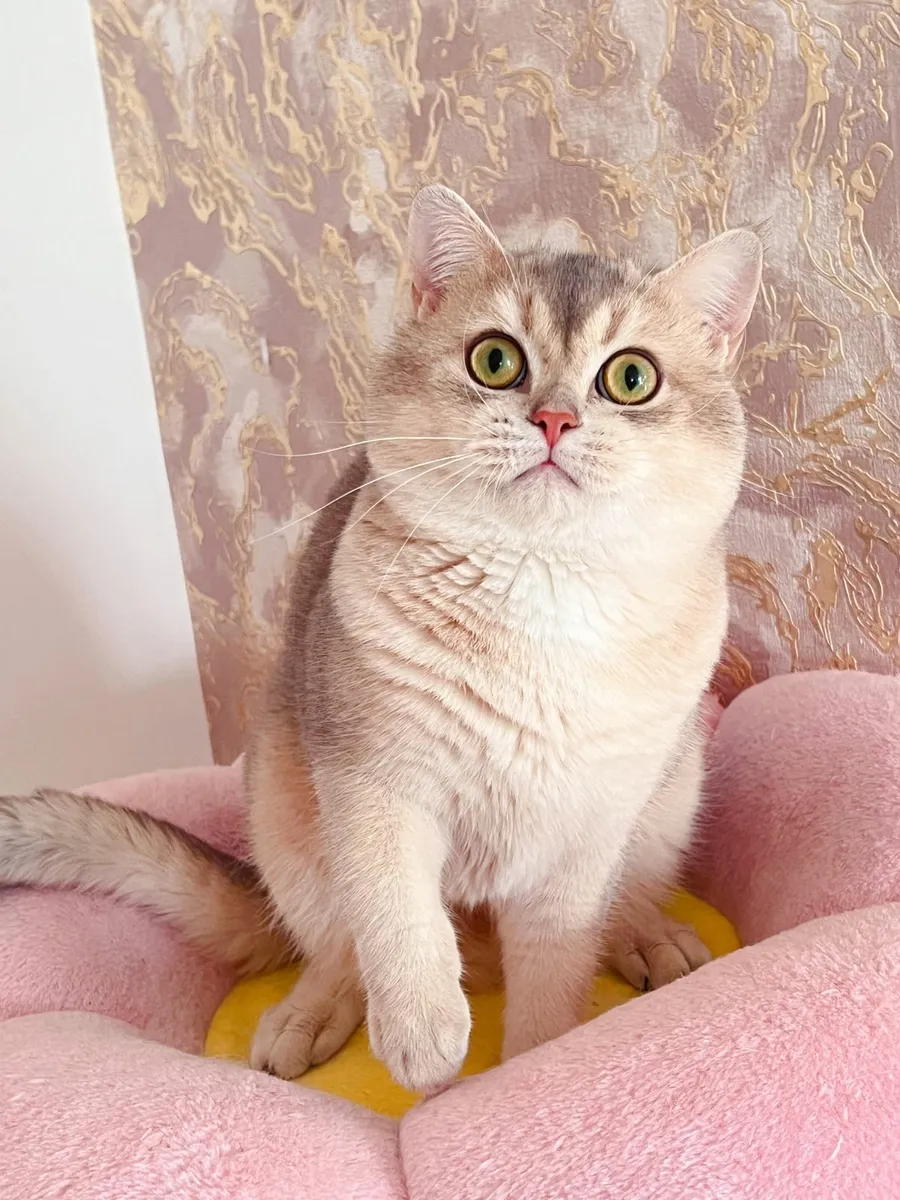 Purebred British Shorthair for sale - Image 1