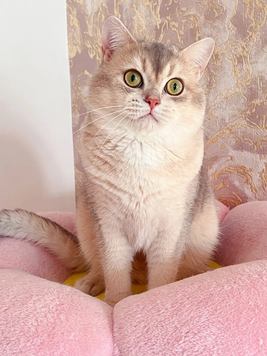 Purebred British Shorthair for sale - Image 2