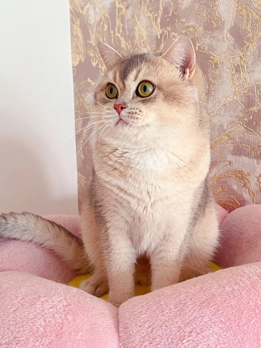 Purebred British Shorthair for sale - Image 3