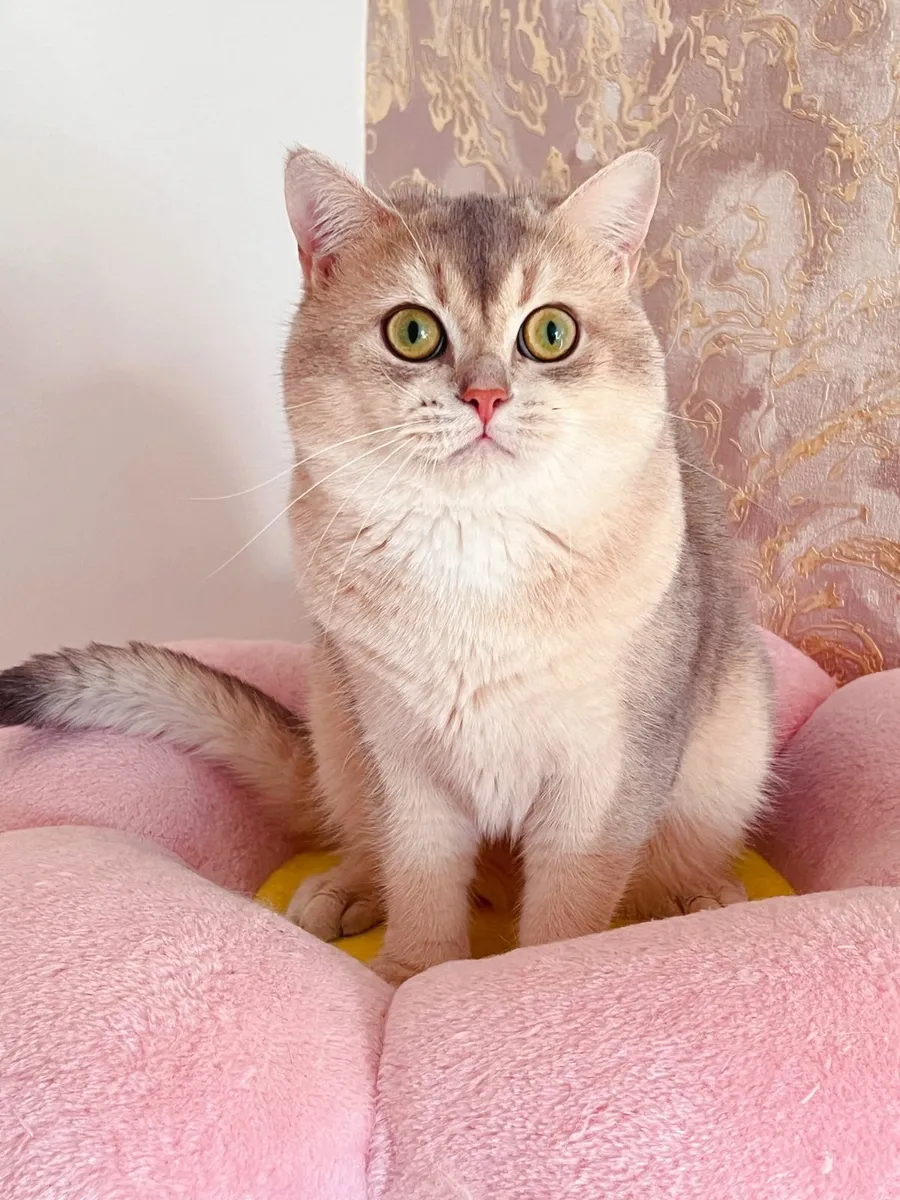 Purebred British Shorthair for sale - Image 4