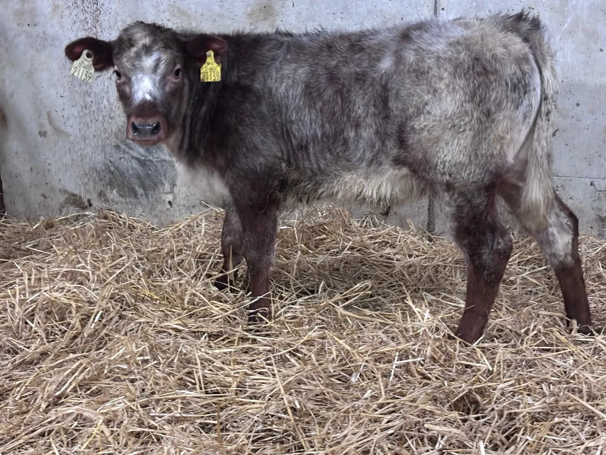 Roan heifer runner for sale - Image 2