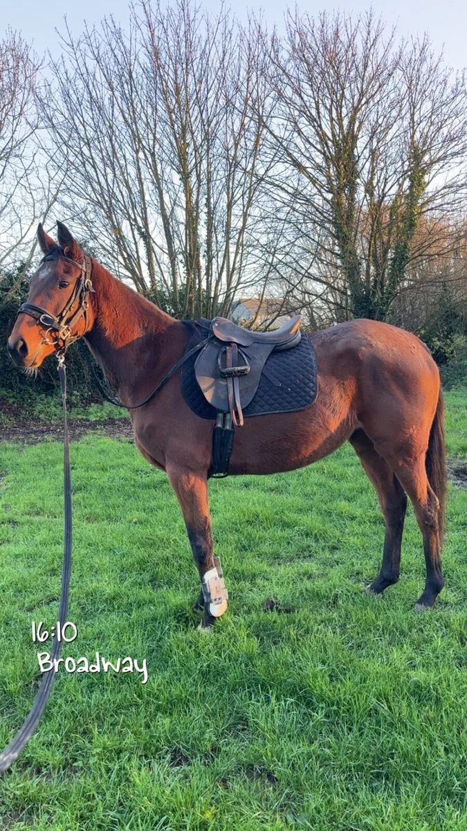 4yr old rising 5 Idaho filly - Image 1