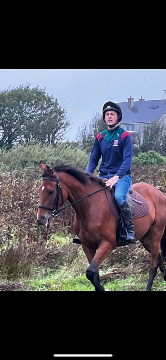 4yr old rising 5 Idaho filly - Image 3