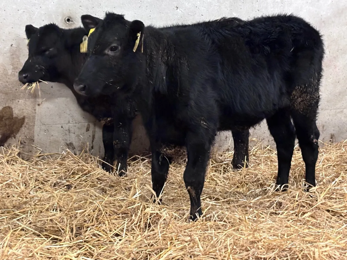 4 Weanlings for sale @€695 - Image 3