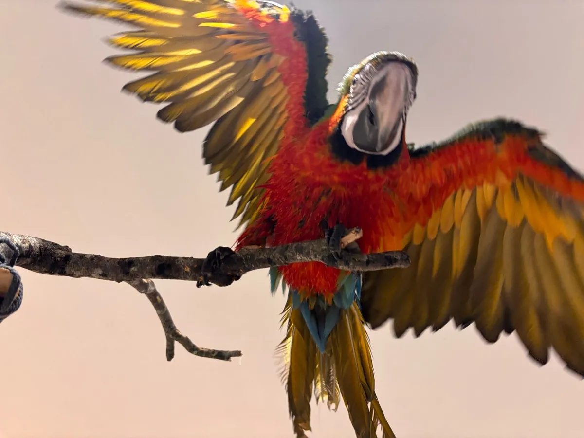 5 months old macaw - Image 1