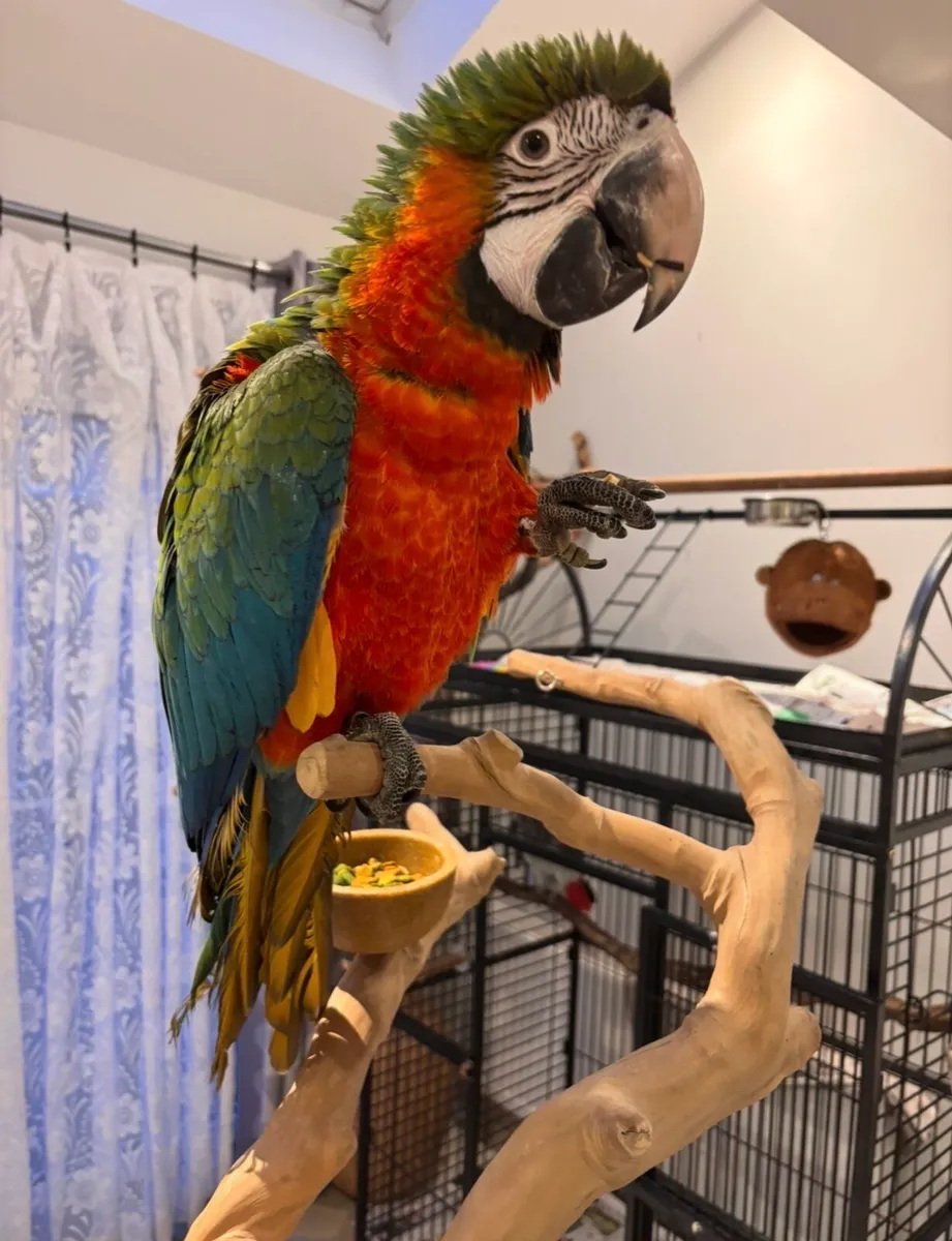 5 months old macaw - Image 2