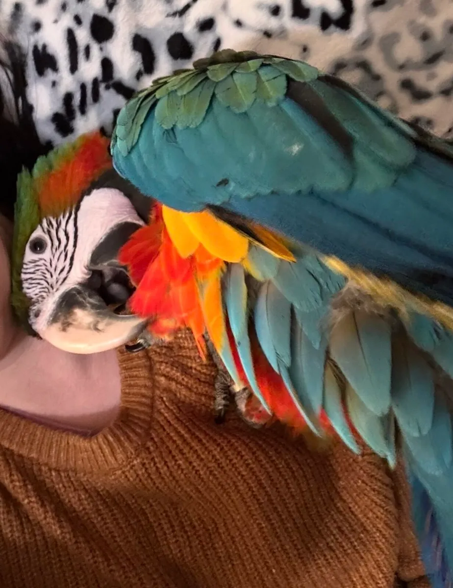 5 months old macaw - Image 3