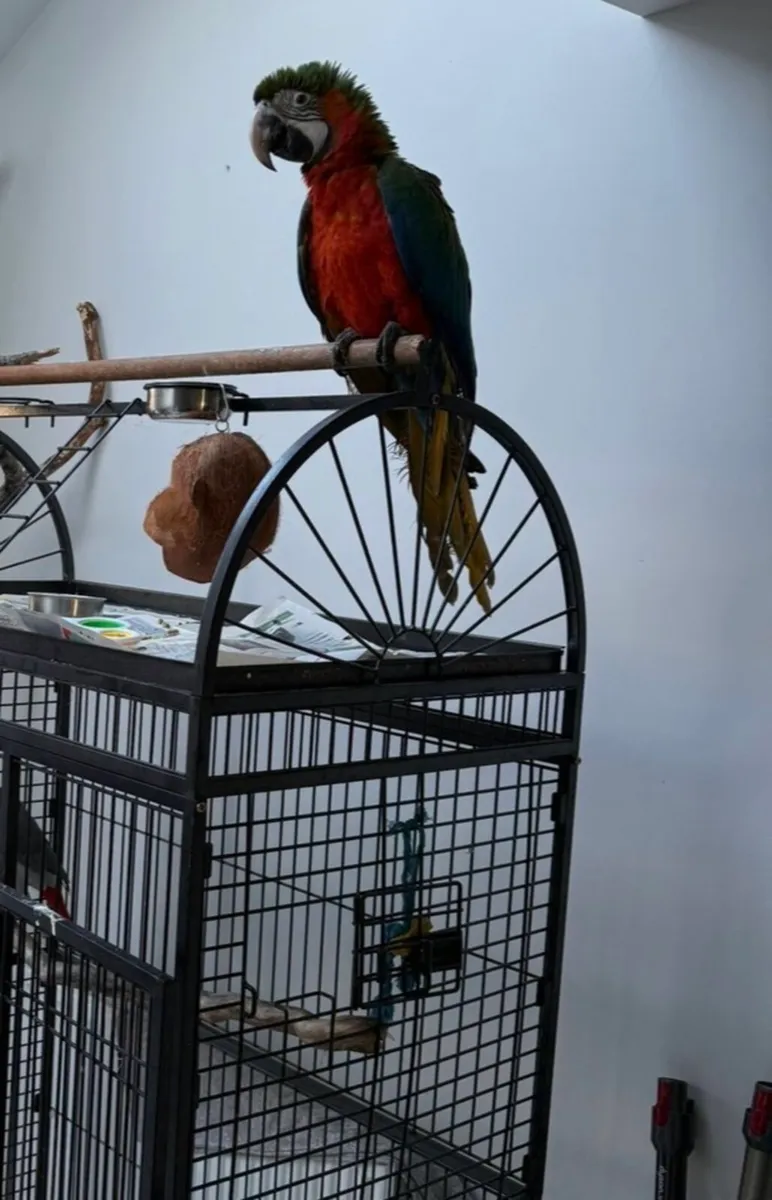 5 months old macaw - Image 4