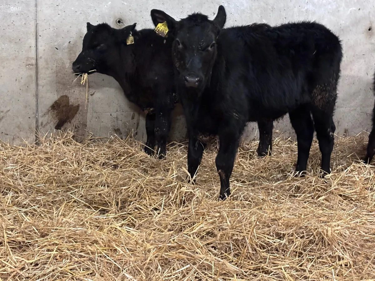 4 Weanlings for sale @€695 - Image 1