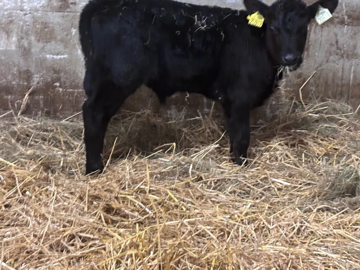 2 top quality Aberdeen Angus bull calves for sale - Image 2