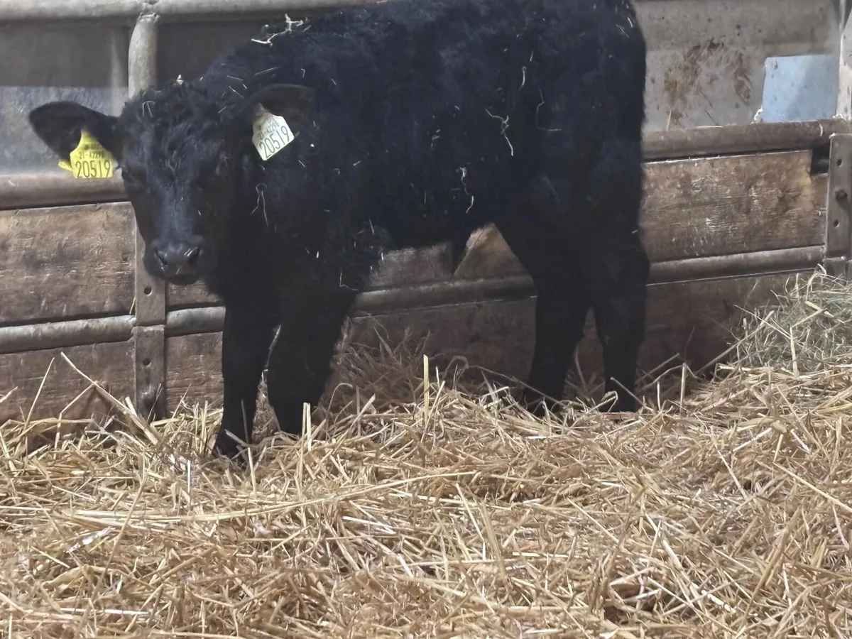 2 top quality Aberdeen Angus bull calves for sale - Image 3