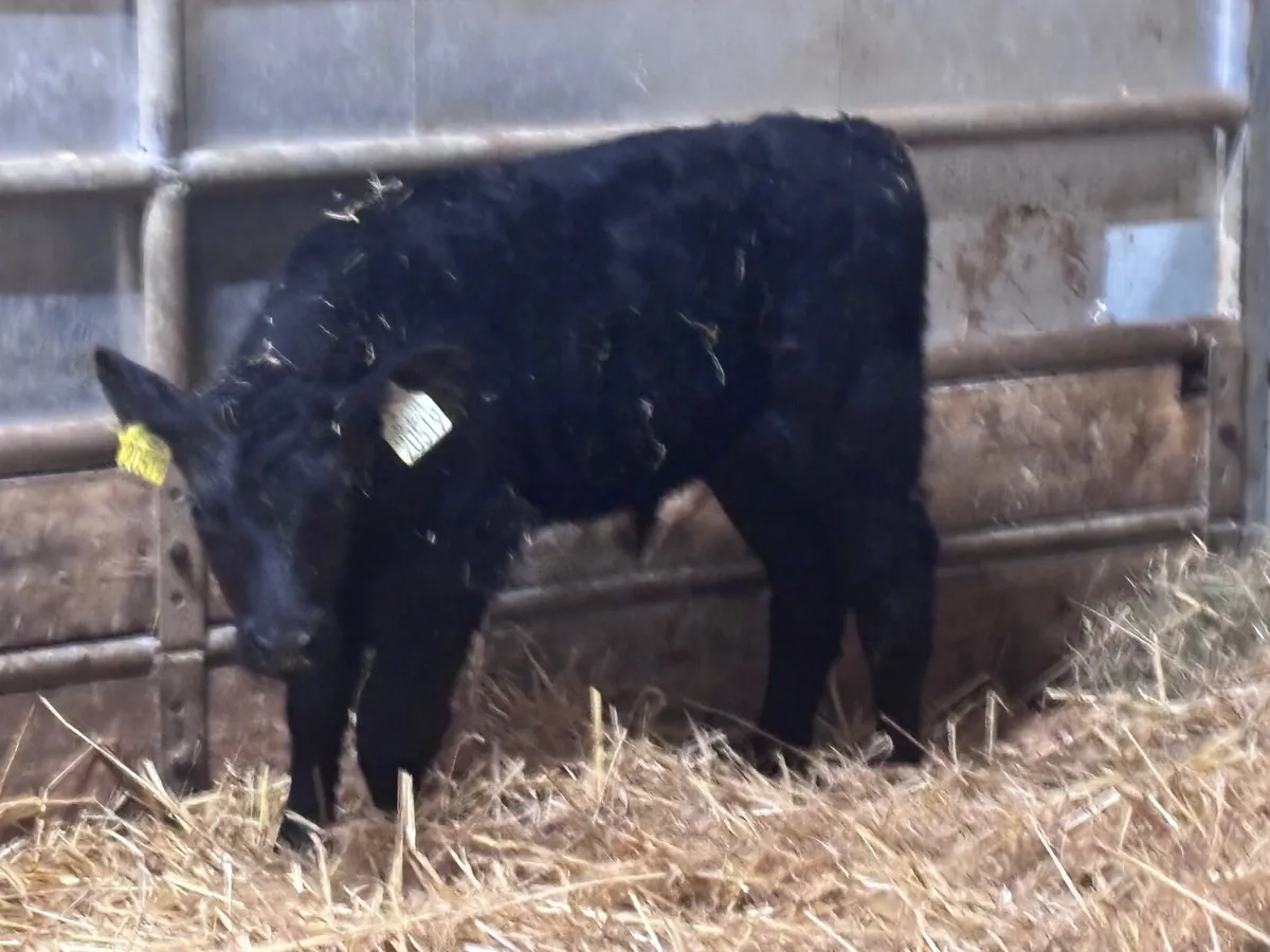 2 top quality Aberdeen Angus bull calves for sale - Image 4