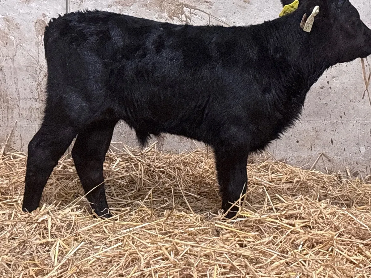 2 top quality Aberdeen Angus bull calves for sale - Image 1
