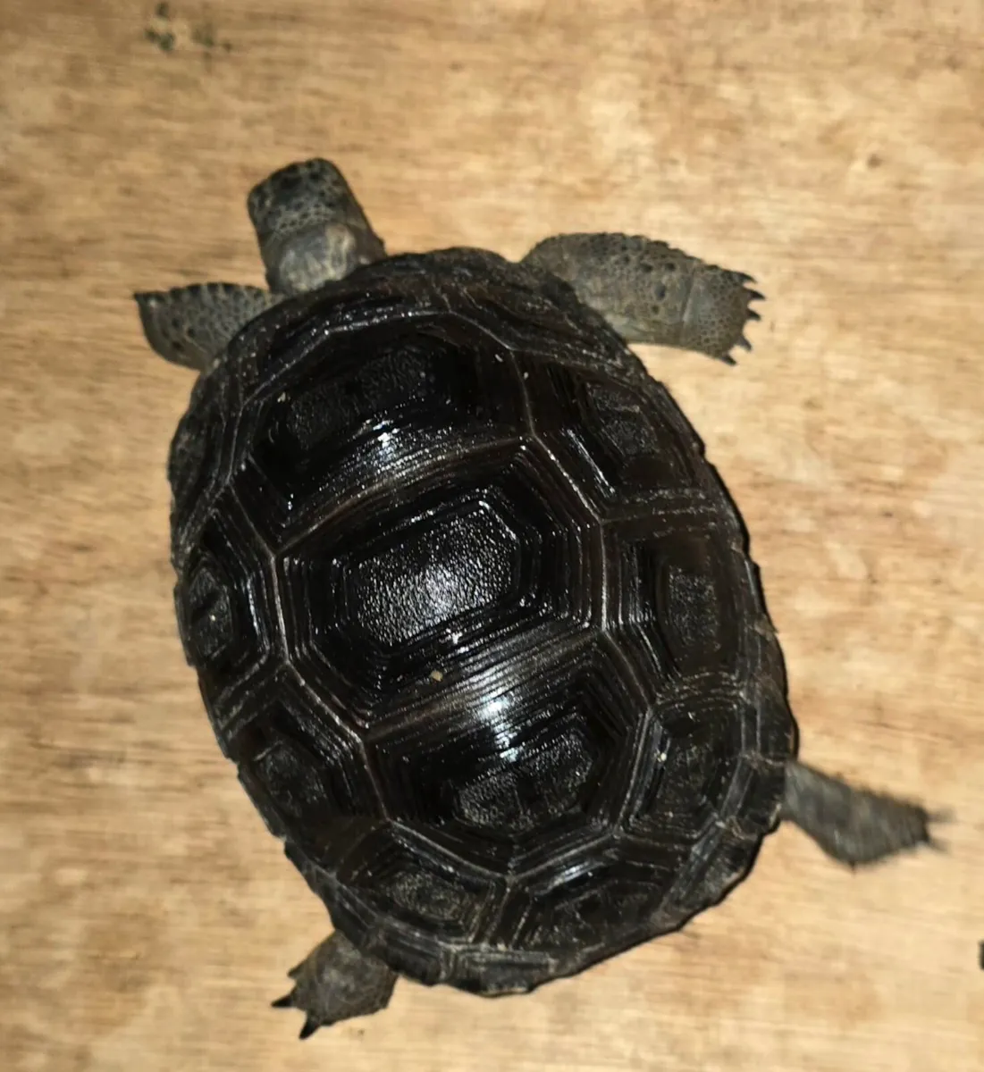 Rehome Aldabra  Tortoises  - Image 1