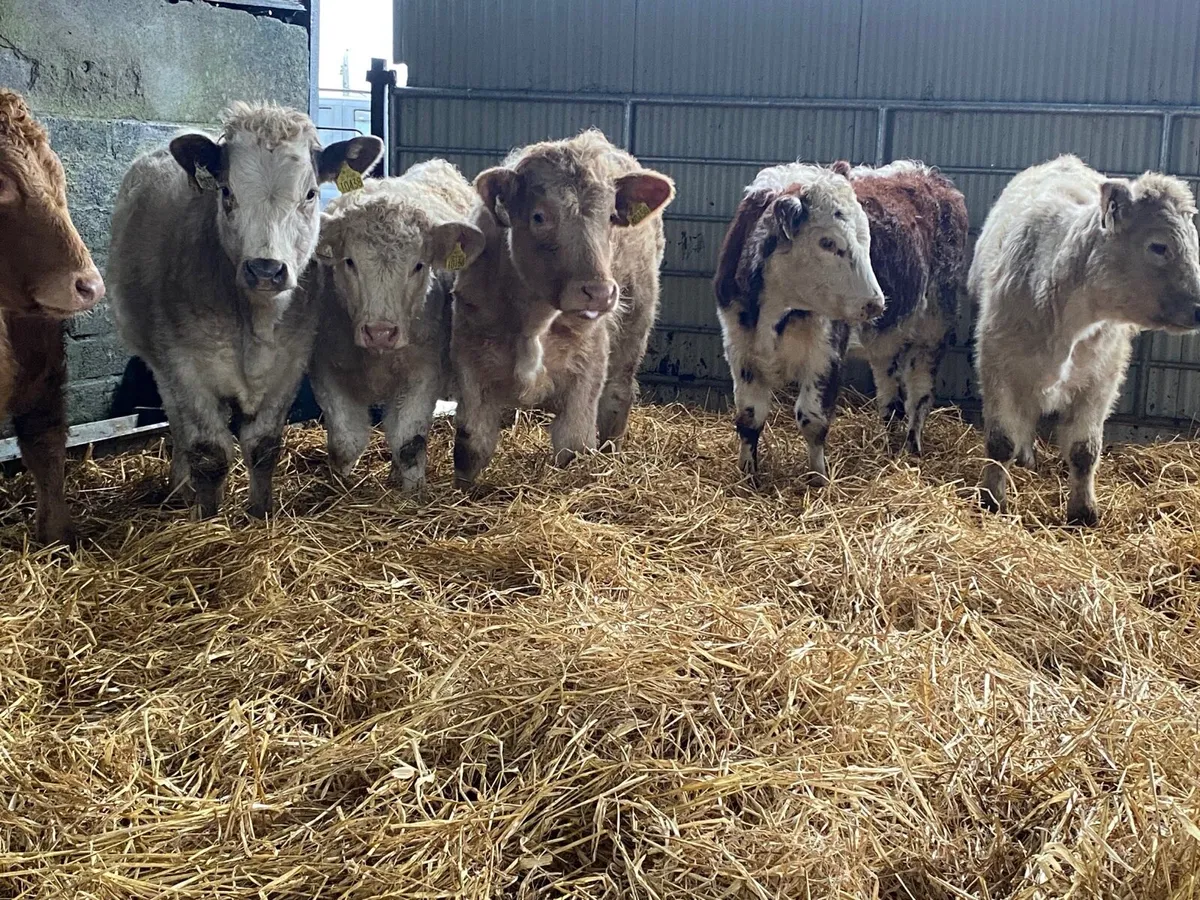 6 Super Weanling Heifers - Image 1
