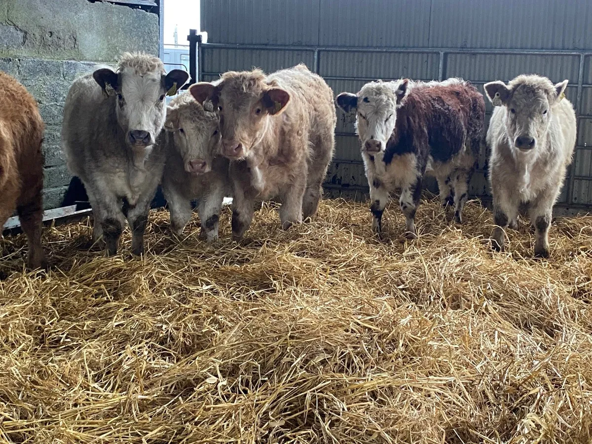 6 Super Weanling Heifers - Image 2