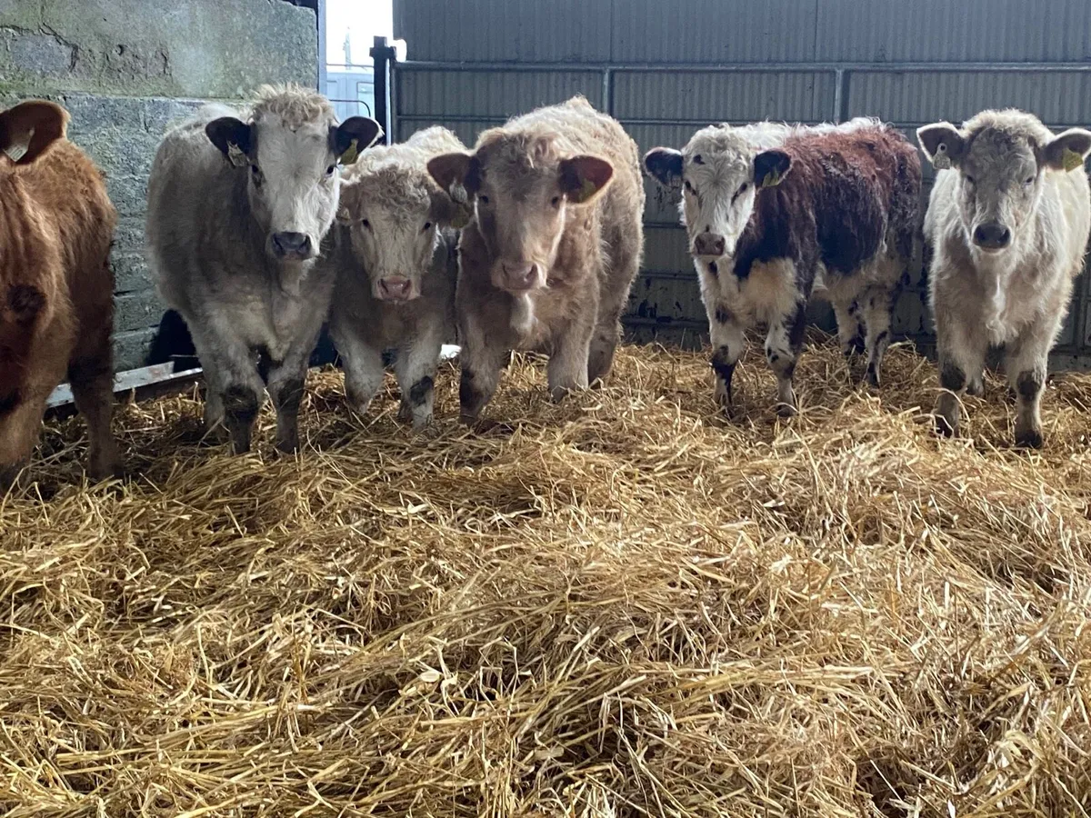 6 Super Weanling Heifers - Image 3