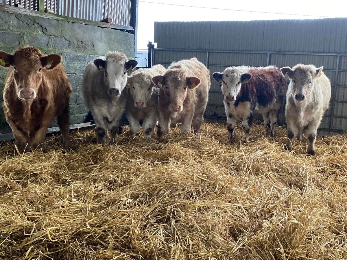 6 Super Weanling Heifers - Image 4