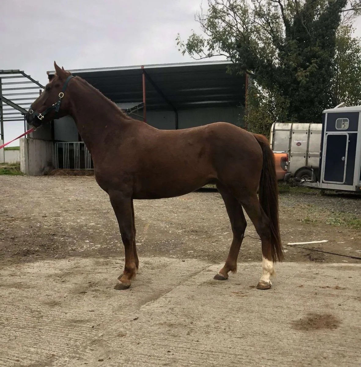 4 year old, rising 5 Sports Horse - Image 2