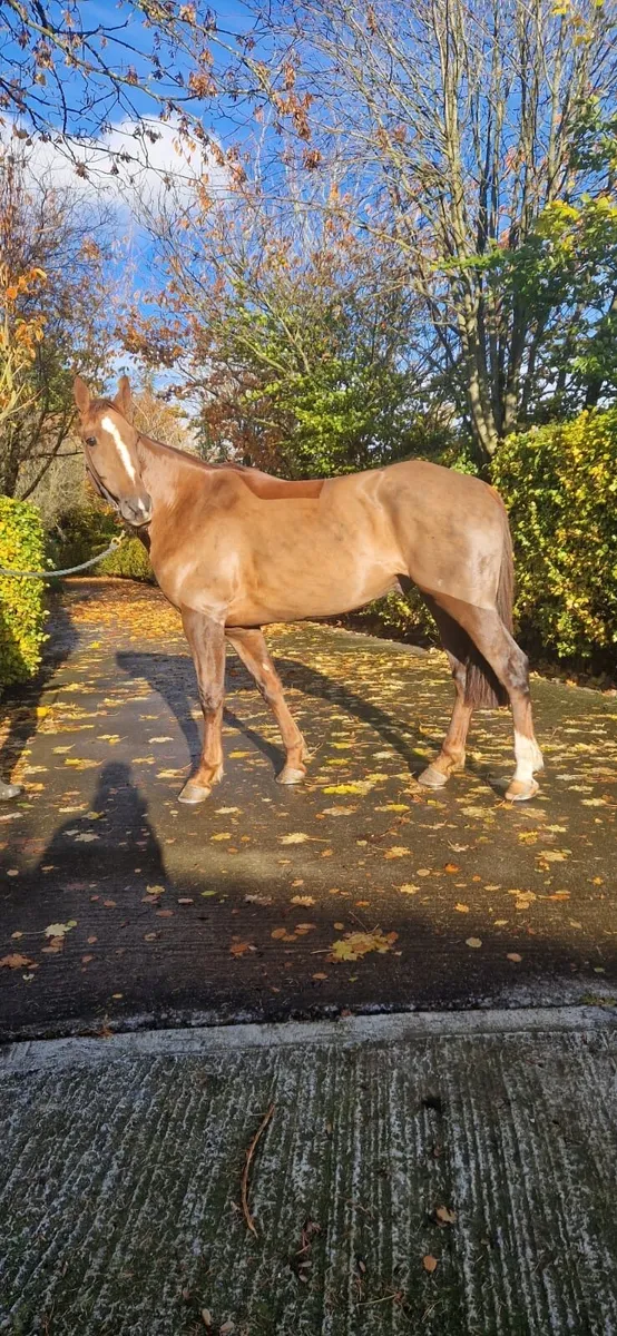 4 year old, rising 5 Sports Horse - Image 3