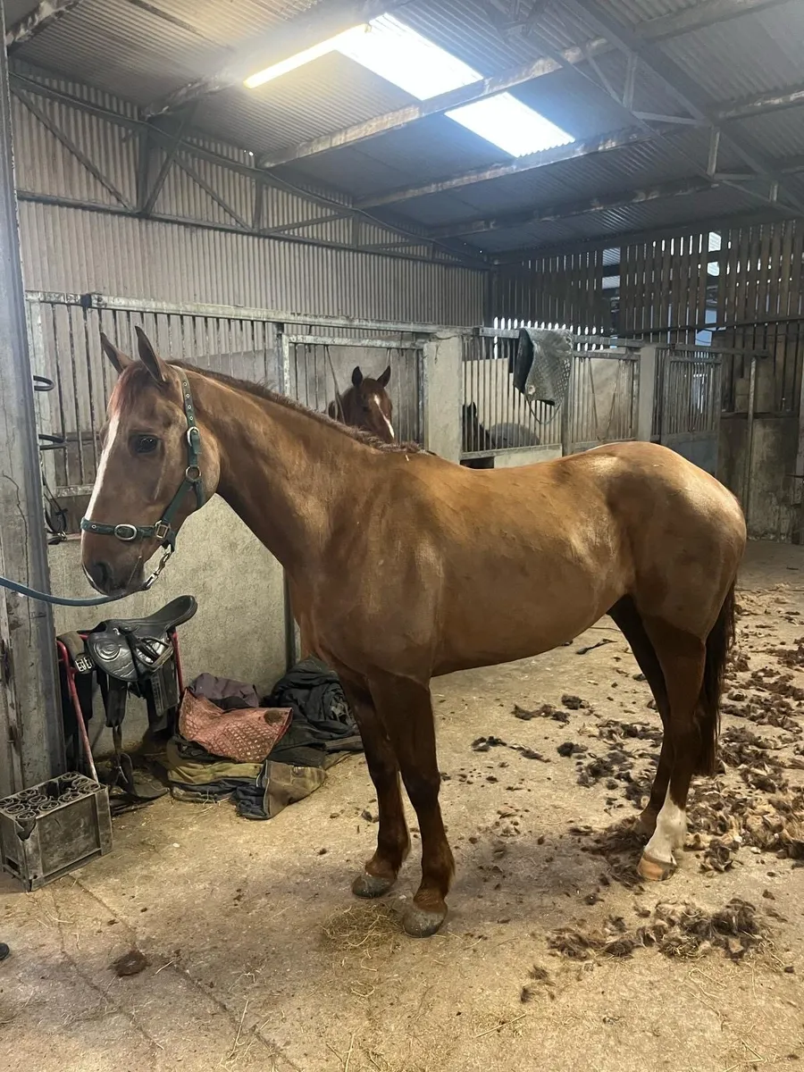 4 year old, rising 5 Sports Horse - Image 1