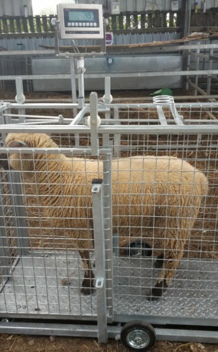 3 way sorting  scales - Image 4